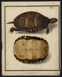 Chrysemys picta, ennen vuotta 1792 tekijältä Friedrich Wilhelm Wunder