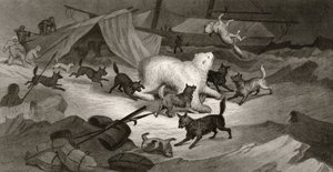 Bear Hunt, kaiverrettu J.C. McRea, "Arctic Explorations in the Years 1853, 54, 55", osa I, tohtori Elisha Kent Kane (1820-57) julkaisi Philadelphia, 1856 tekijältä G. White