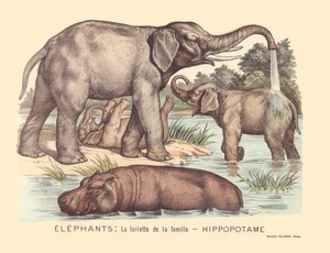 Pàgina 7: Elefants: el lavabo de la família dels hipopòtams finlandès tekijältä Gabriel Gostiaux