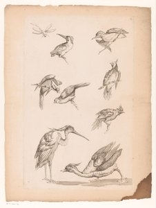 Kahdeksan kiinalaista lintua, mukaan lukien kingfishers, haikara, ankka ja sudenkorento Erilaisia ​​kiinalaisia ​​lintuja (sarjan nimi) Livre des differentes éspeces d