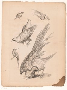 Zes kiinalaiset vogelit Verschillende Chinese Vogels (sarjan nimi) Kirja Kiinan eri lintulajeista (sarjan nimi) tekijältä Gabriel Huquier (attributed to)