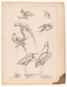Set ocells xinesos, incloent garses i conures Diversos ocells xinesos (títol de la sèrie) Acabament Livre des differentes éspeces d