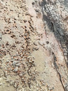  tekijältä Gabriela Aleksandra Szuba