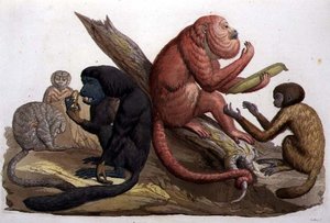 Etelä-Amerikan apinat (väri litho)