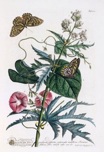 1. Abutilon, 2. Convolvulus, n. 1748 käsinvärinen kaiverrus.