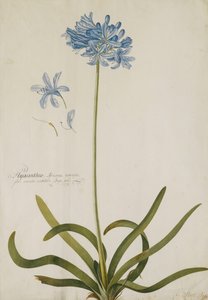 Agapanthus, tekijältä Georg Dionysius Ehret