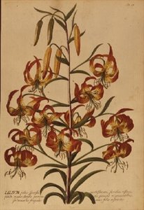 American Turkscap Lily from "Plant Selected" tekijältä Georg Dionysius Ehret