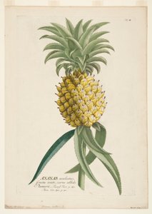 Ananas sativus, ananas, 1740-1770. tekijältä Georg Dionysius Ehret