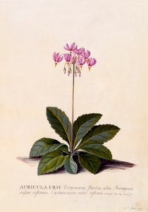 Auricula Ursi Shooting Star, n. 1744 käsinvärjätty kaiverrus.