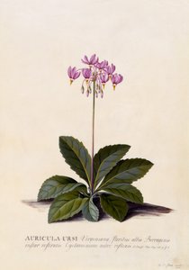 Auricula ursi, Shooting Star, n.1744 (käsinvärinen kaiverrus) tekijältä Georg Dionysius Ehret