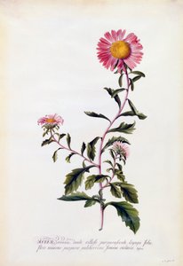 Aster, c. 1743 käsinvärinen kaiverrus.