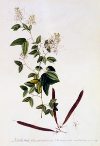 Bauhinia, c. 1745 käsinvärjätty kaiverrus.