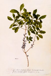 Bayberry tai Myrtle.