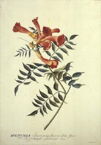Bignonia americana, akvarelli tekijältä Georg Dionysius Ehret