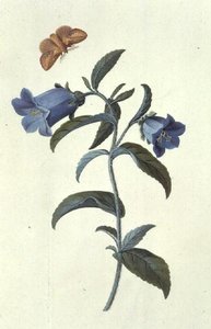 Canterbury Bell (Campanula) tekijältä Georg Dionysius Ehret