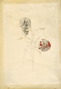 Neilikat tekijältä Georg Dionysius Ehret