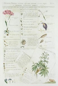 Characters of Flowers, 
