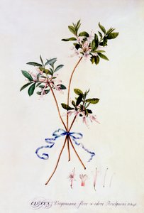 Cistus Virginiana, n. 1743 käsinvärinen kaiverrus. tekijältä "Georg Dionysius Ehret