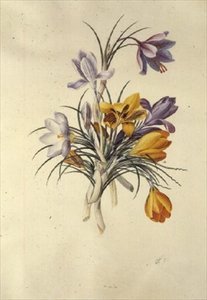 Crocus tekijältä Georg Dionysius Ehret