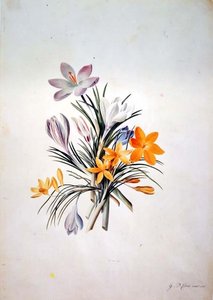 Crocus nippu tekijältä Georg Dionysius Ehret