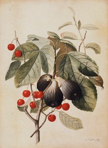 Viikunat ja kirsikat, 1747 tekijältä Georg Dionysius Ehret