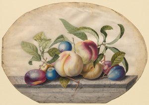 Hedelmä-asetelma: Persikoita ja luomuja marmorilaatalla, 1742. tekijältä Georg Dionysius Ehret