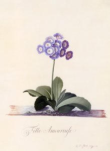Garden Auricula Girl in Love, n. 1743 käsinvärinen kaiverrus.