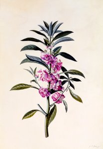 Puutarhabalsami Impatiens Balsamina, n. 1746 käsinvärinen kaiverrus.
