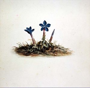 Gentian tekijältä Georg Dionysius Ehret