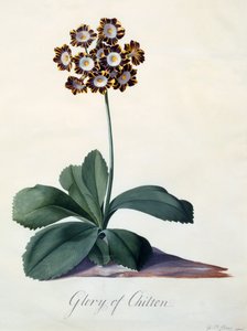 Glory of Chilton c. 1745 käsinvärjätty kaiverrus. tekijältä "Georg Dionysius Ehret