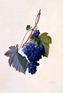 Viinirypäleet, c. 1747 käsinvärinen kaiverrus.