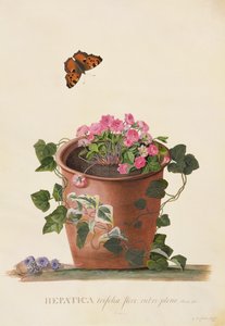 Hepatica trifolia (Nobilis), 1745 (guassi pergamentille). tekijältä Georg Dionysius Ehret