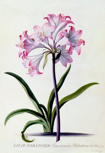 Lilio Narcissus, n. 1744 käsinvärjätty kaiverrus.