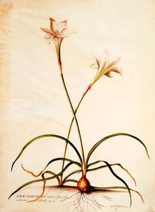 Lilio Narcissus, n. 1745 9-käsin värillinen kaiverrus.
