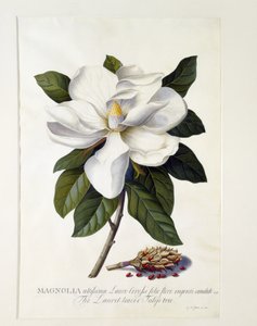 Magnolia grandiflora, noin 1743 (käsin väritetty kaiverrus).