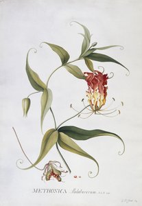 Methonica, tekijältä Georg Dionysius Ehret