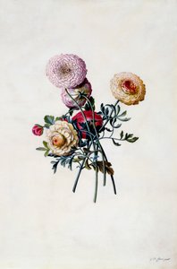 Mixed Ranunculas, n. 1743 käsinvärinen kaiverrus. tekijältä "Georg Dionysius Ehret