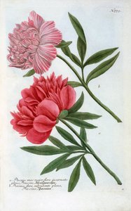 Paeonia, 1737 käsinvärjätty kaiverrus.