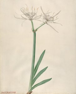 Pancratium, 1738-70. tekijältä Georg Dionysius Ehret