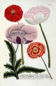 Papaver, 1737 käsinvärinen kaiverrus.