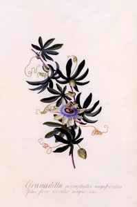 Passiflora Granadilla, c. 1745 käsinvärjätty kaiverrus.