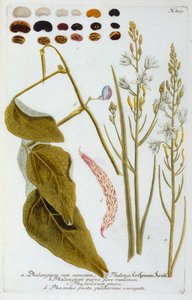 Phalangium, 1737 käsinvärinen kaiverrus.
