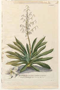 Valitut kasvit 37 - Yucca. tekijältä Georg Dionysius Ehret