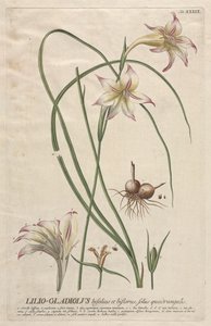 Valitut kasvit 39 - Lilio-Gladiolus. tekijältä Georg Dionysius Ehret