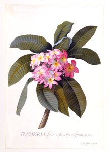 Plumeria, c 1744 käsinvärjätty kaiverrus.