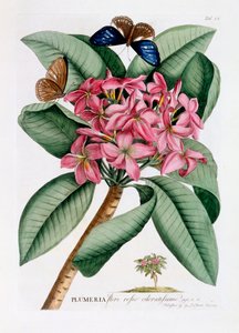 Plumeria, c. 1749 käsinvärjätty kaiverrus.