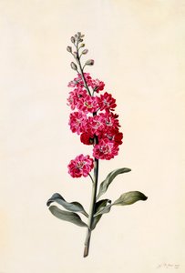 Stock Matthiola Incana, c. 1746 gravat acolorit a mà. finlandès