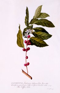 Kahvipuu, c. 1743 käsinvärinen kaiverrus.