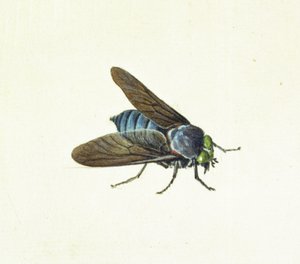 Hevoskärpäs, 1700-luku tekijältä Georg Dionysius Ehret