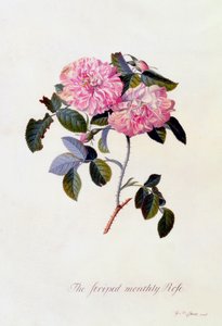The Striped Monthly Rose, n. 1745 käsinvärjätty kaiverrus.